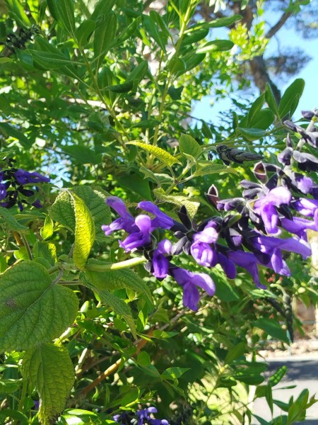 Escapade_Cassis 2024_2024_49.jpg