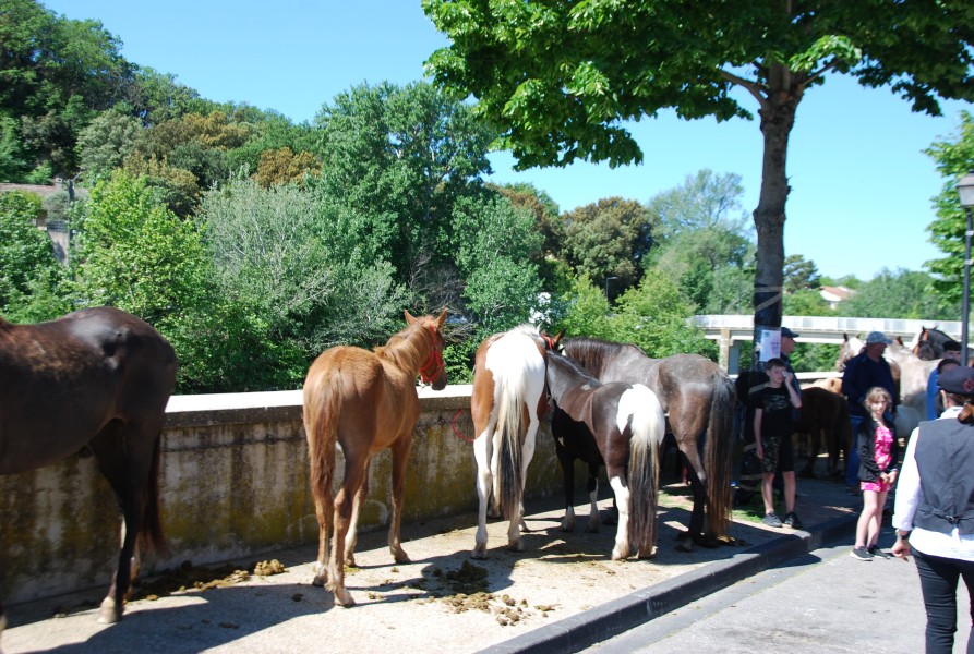 Foire_chevaux_beda_2024_29.jpg