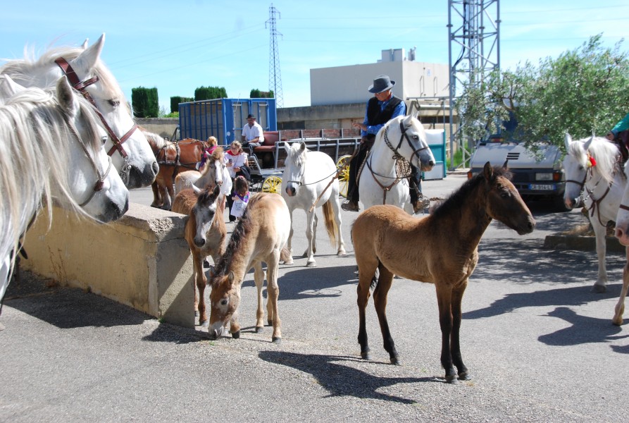 foire_chevaux_2025_03.jpg