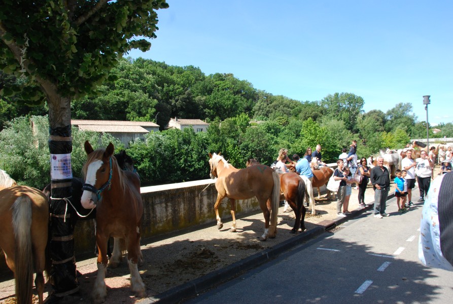 foire_chevaux_2025_25.jpg