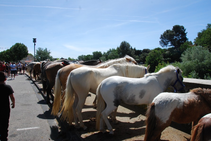 foire_chevaux_2025_43.jpg