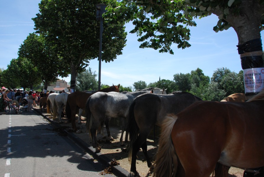 foire_chevaux_2025_46.jpg