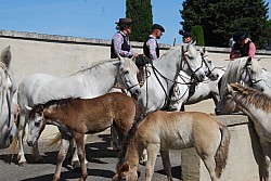 foire_chevaux_2025_04.jpg foire_chevaux_2025_04.jpg