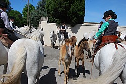 foire_chevaux_2025_05.jpg foire_chevaux_2025_05.jpg