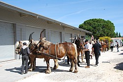 foire_chevaux_2025_07.jpg foire_chevaux_2025_07.jpg