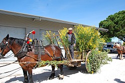 foire_chevaux_2025_09.jpg foire_chevaux_2025_09.jpg