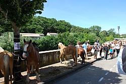 foire_chevaux_2025_25.jpg foire_chevaux_2025_25.jpg