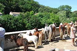 foire_chevaux_2025_26.jpg foire_chevaux_2025_26.jpg
