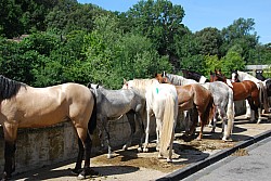 foire_chevaux_2025_27.jpg foire_chevaux_2025_27.jpg