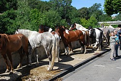 foire_chevaux_2025_28.jpg foire_chevaux_2025_28.jpg