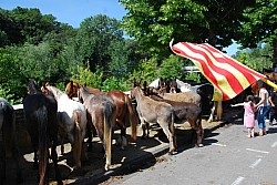 foire_chevaux_2025_29.jpg foire_chevaux_2025_29.jpg
