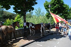 foire_chevaux_2025_30.jpg foire_chevaux_2025_30.jpg