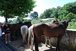 foire_chevaux_2025_41.jpg foire_chevaux_2025_41.jpg