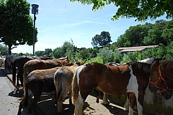 foire_chevaux_2025_42.jpg foire_chevaux_2025_42.jpg