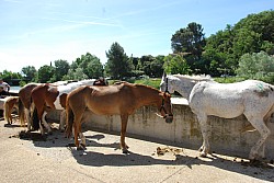 foire_chevaux_2025_44.jpg foire_chevaux_2025_44.jpg