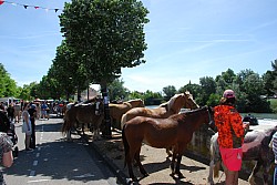 foire_chevaux_2025_45.jpg foire_chevaux_2025_45.jpg