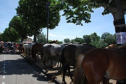 foire_chevaux_2025_46.jpg foire_chevaux_2025_46.jpg