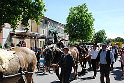 foire_chevaux_2025_48.jpg foire_chevaux_2025_48.jpg