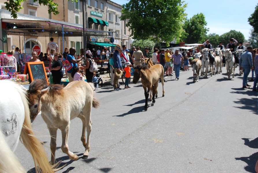 foire_chevaux_2025_71.jpg