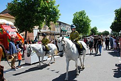 foire_chevaux_2025_66.jpg foire_chevaux_2025_66.jpg