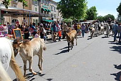 foire_chevaux_2025_71.jpg foire_chevaux_2025_71.jpg