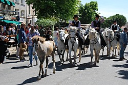 foire_chevaux_2025_72.jpg foire_chevaux_2025_72.jpg