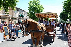 foire_chevaux_2025_80.jpg foire_chevaux_2025_80.jpg