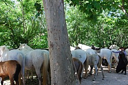 foire_chevaux_2025_88.jpg foire_chevaux_2025_88.jpg