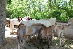 foire_chevaux_2025_89.jpg foire_chevaux_2025_89.jpg