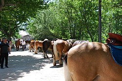 foire_chevaux_2025_90.jpg foire_chevaux_2025_90.jpg