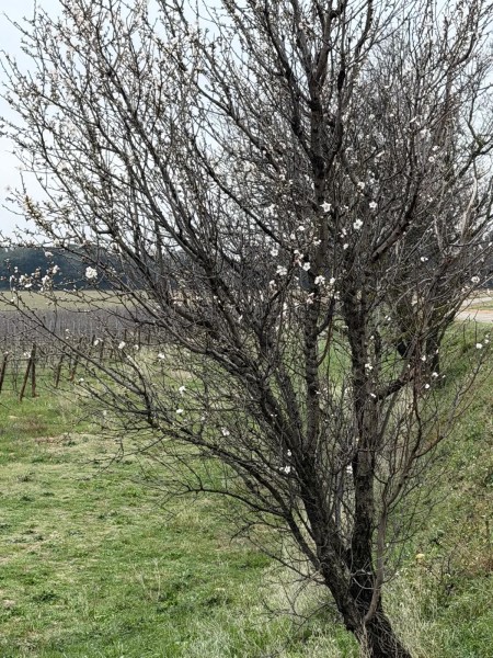 Mourre_Seve_ 2026.jpg